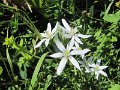 ornithogallum umbellatum (dame de 11 h) voisin sde o. augustifolium)